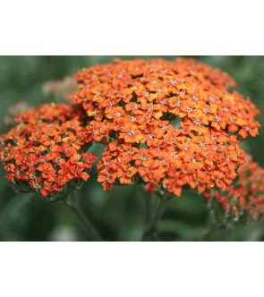 Achillea Terracotta