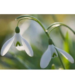 Galanthus nivalis Magnet