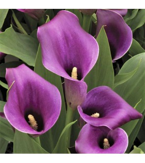 Calla Purple Sensation