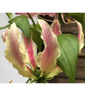 Gloriosa Lime NUOVA