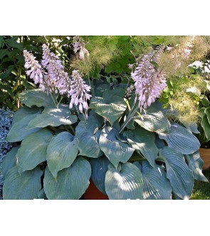 Hosta gigante Blue Angel