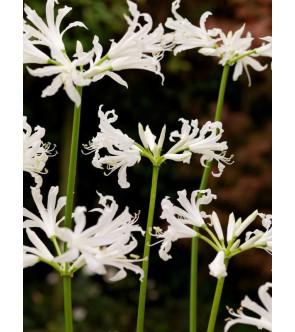 Nerine bowdenii Bianca Perla