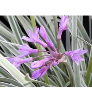 Tulbaghia violacea Silver Lace