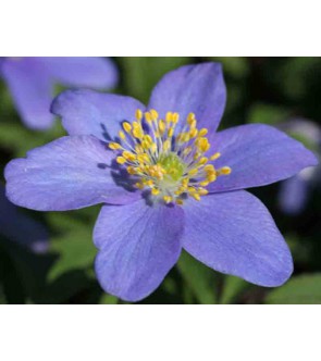 Anemone nemorosa Royal Blue