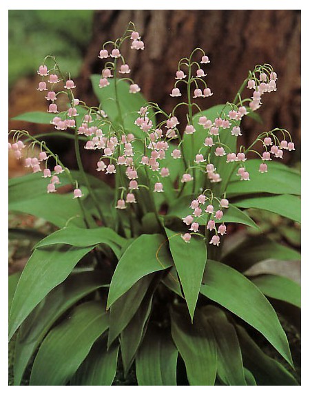 Bulbi di alta qualità di Convallaria Majalis Mughetto Rosa Dimensioni: cm I