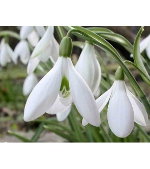 Galanthus atkinsii