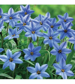 Ipheion uniflorum Jessie