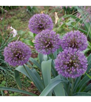Allium Powder Puff