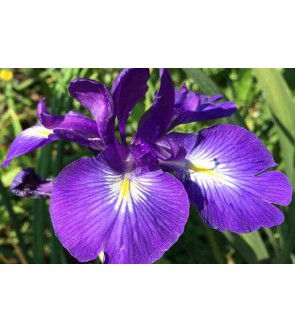 Iris latifolia King of the...