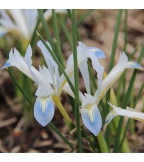 Iris reticulata Frozen Planet