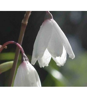 Leucojum autunnale ssp...