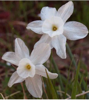 Narciso altri rupicola ssp...