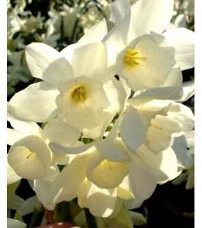 Narciso triandrus Starlight...