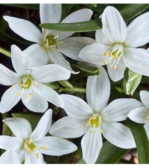 Ornithogalum oligophyllum