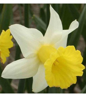 Narciso cyclamineus Peeping...