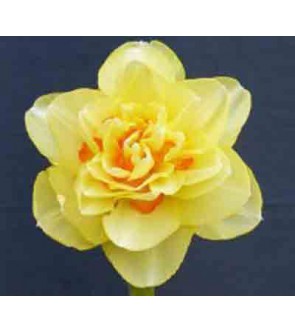 Narciso All In NUOVO