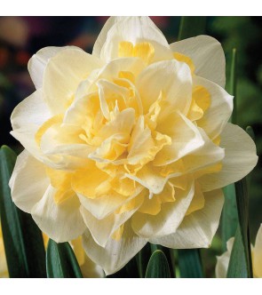 Narciso doppio Fragrant...