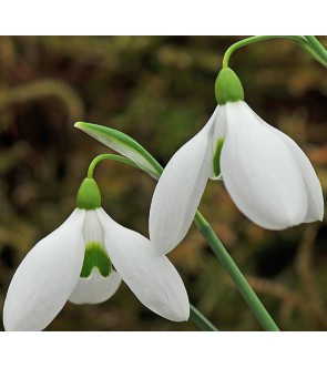 Galanthus Bertram Anderson