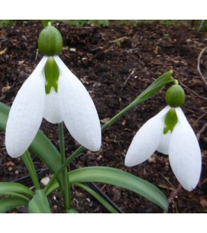 Galanthus plicatus Baxendal...