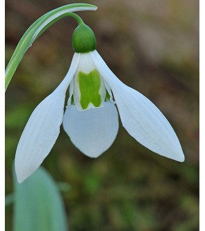 Galanthus elwesii Maidwell L