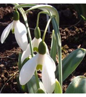Galanthus elwesii Comet