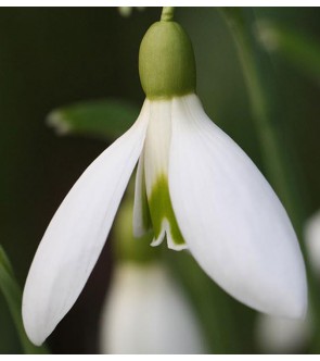 Galanthus James Backhouse