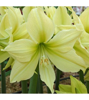 Amaryllis Yellow Star