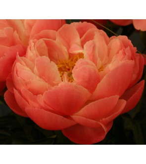 Peonia Coral Charm