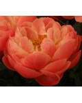 Peonia Coral Charm