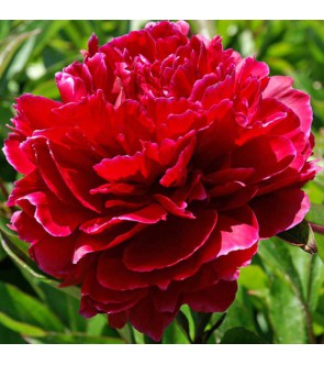 Peonia Red Sarah Bernardt