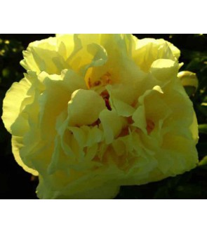 Peonia Lemon Chiffon