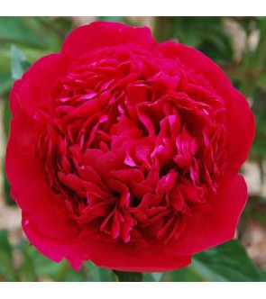 Peonia Many Happy Returns