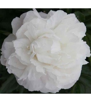 Peonia Marie Lemoine