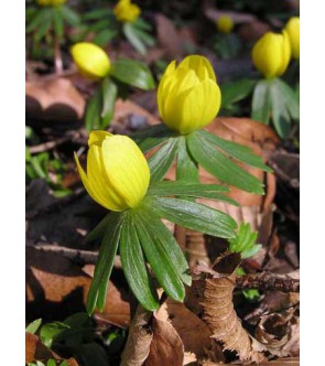 Eranthis cilicica