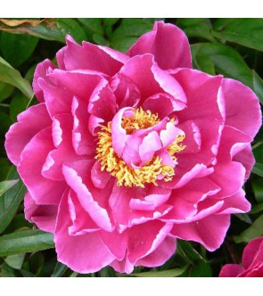Paeonia L' Eclatante