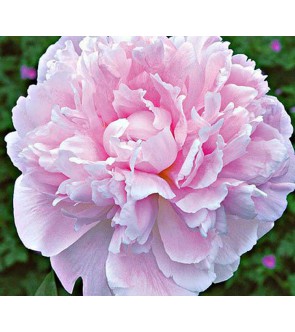 Paeonia Sarah Bernardt
