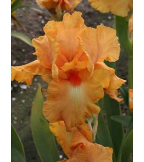 Iris germanica Robusto