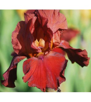 Iris germanica Samurai Warrior