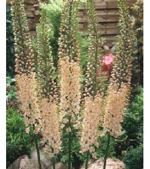 Eremurus robustus