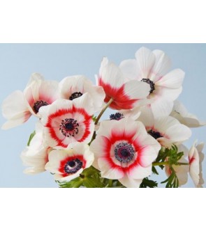 Anemone Mistral Plus Bicolore NOVITA'