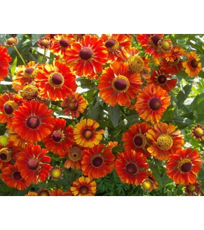 Helenium Chelsey