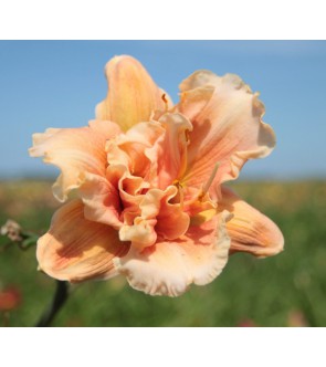 Hemerocallis Double...