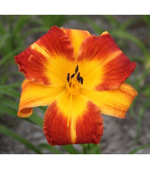 Hemerocallis Johnny Come...