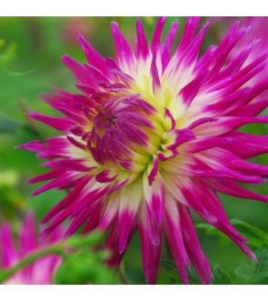Dalia cactus Veritable