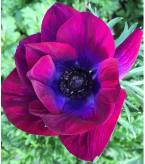 Anemone Mistral Magenta NOVITA'