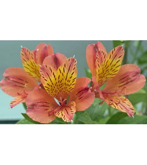 Alstroemeria Callisto NUOVA