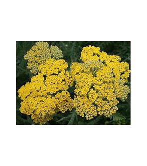 Achillea Coronation Gold