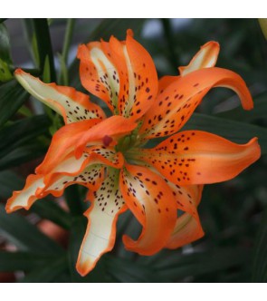 Lilium asiatico doppio Must...