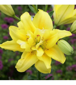 Lilium asiatico doppio Fata...