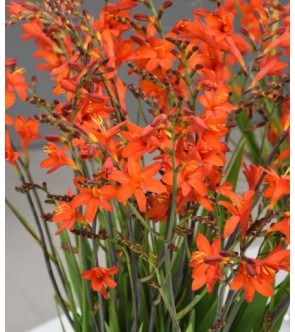 Crocosmia a fiore grande...